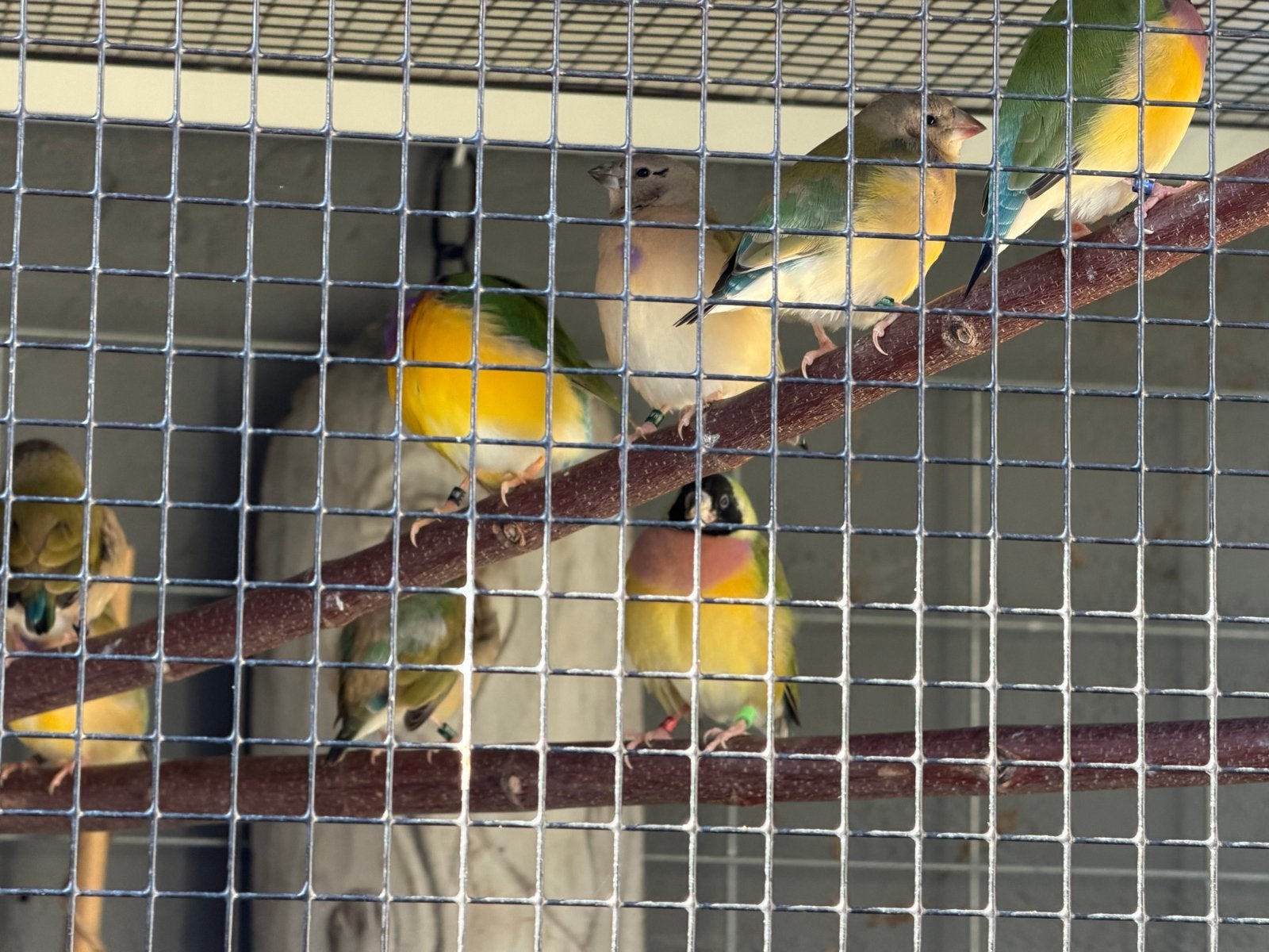Gouldamadines mannen 2026, Dieren en Toebehoren, Mannelijk, Tropenvogel, Geringd