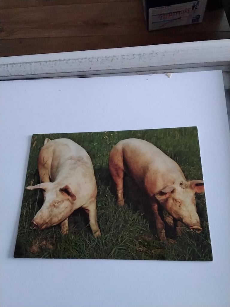VARKENS, Ophalen of Verzenden, Sterren en Beroemdheden