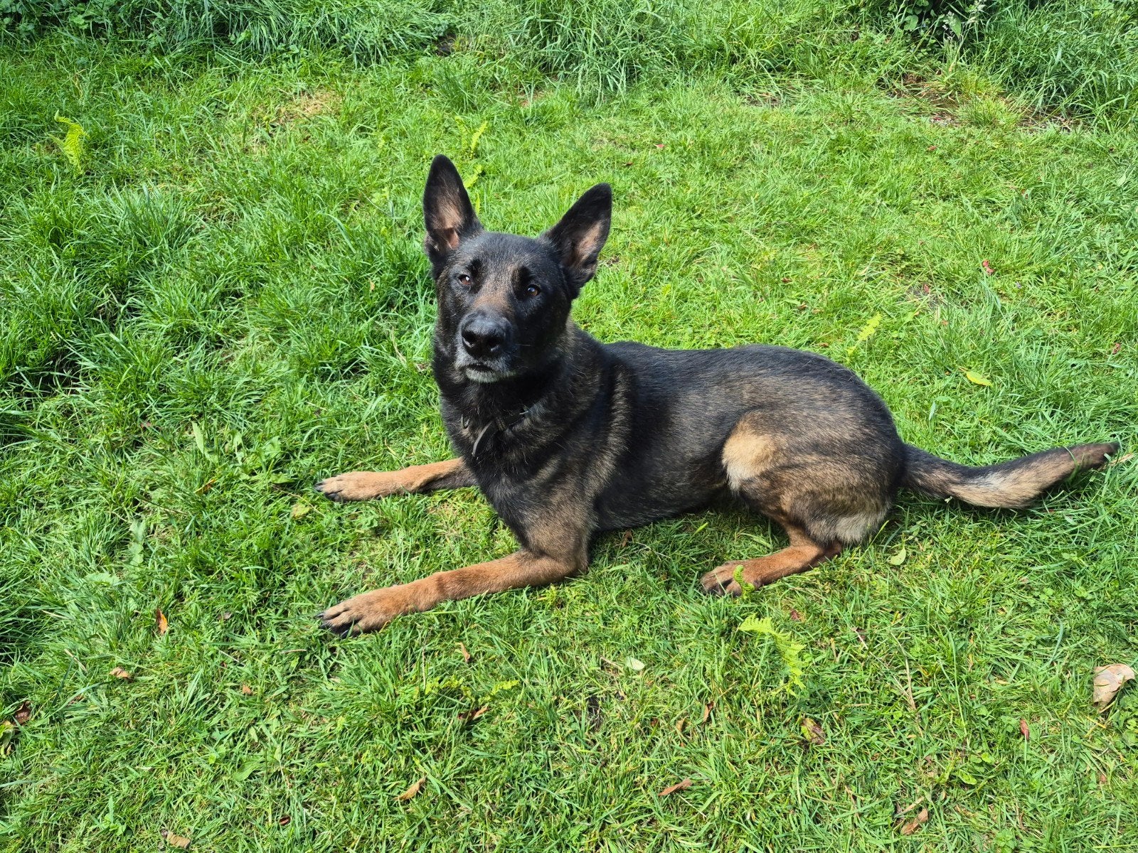 Nieuw huis gezocht voor 1 persoon, Reu, Eén hond, 3 tot 5 jaar, Herder