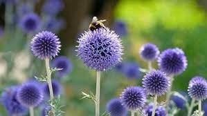 Uit de biologische moestuin: Paarse distel,zaden, Tuin en Terras, Ophalen of Verzenden, Voorjaar, Volle zon, Zaad