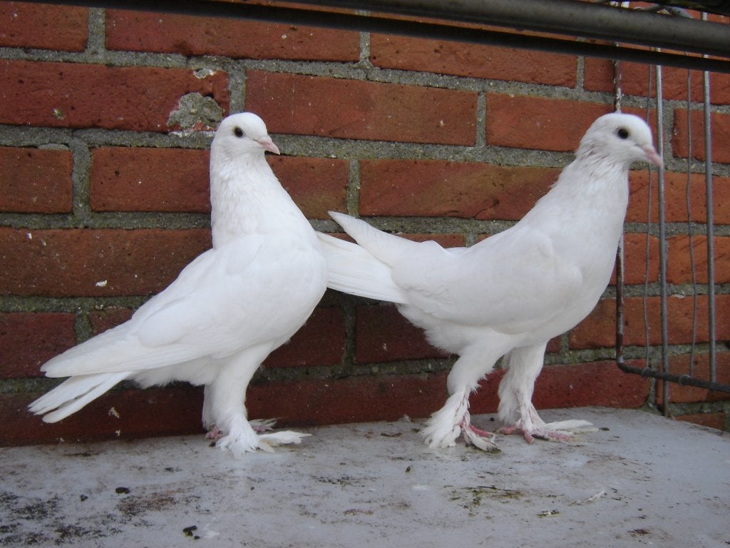 Witte..Sierduifjes '', Dieren en Toebehoren, Meerdere dieren, Overige soorten