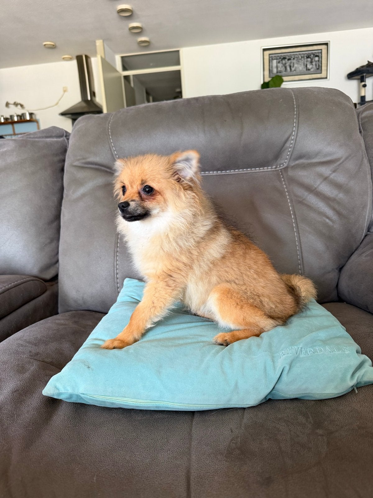 Pomeriaan pup 5 maanden oud, 15 weken tot 1 jaar, Teef, Parvo, Eén hond