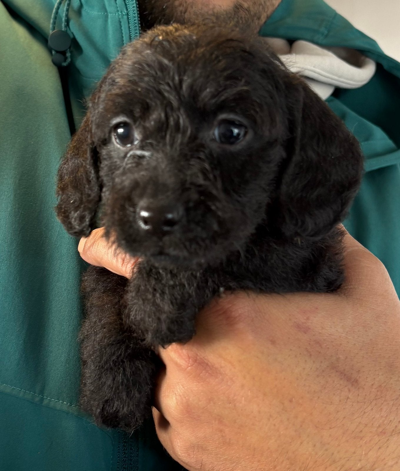 Teckel toypoedel puppys, Poedel, CDV (hondenziekte), 8 tot 15 weken, Meerdere