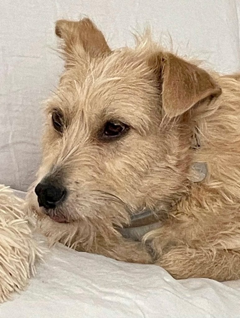 LEUKE VRIENDELIJKE HONDEN, GASTGEZIN NL, ZOEKEN EEN THUIS, Dieren en Toebehoren, 1 tot 2 jaar, Meerdere, Meerdere dieren, CDV (hondenziekte)