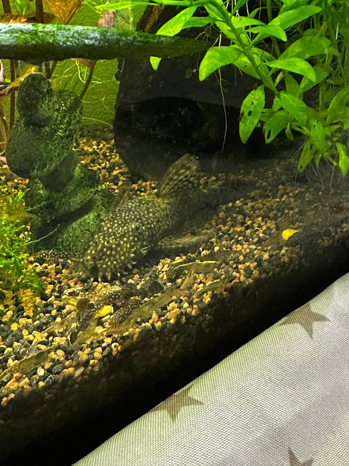 Jonge bristlenose Pleco vissen, Vis