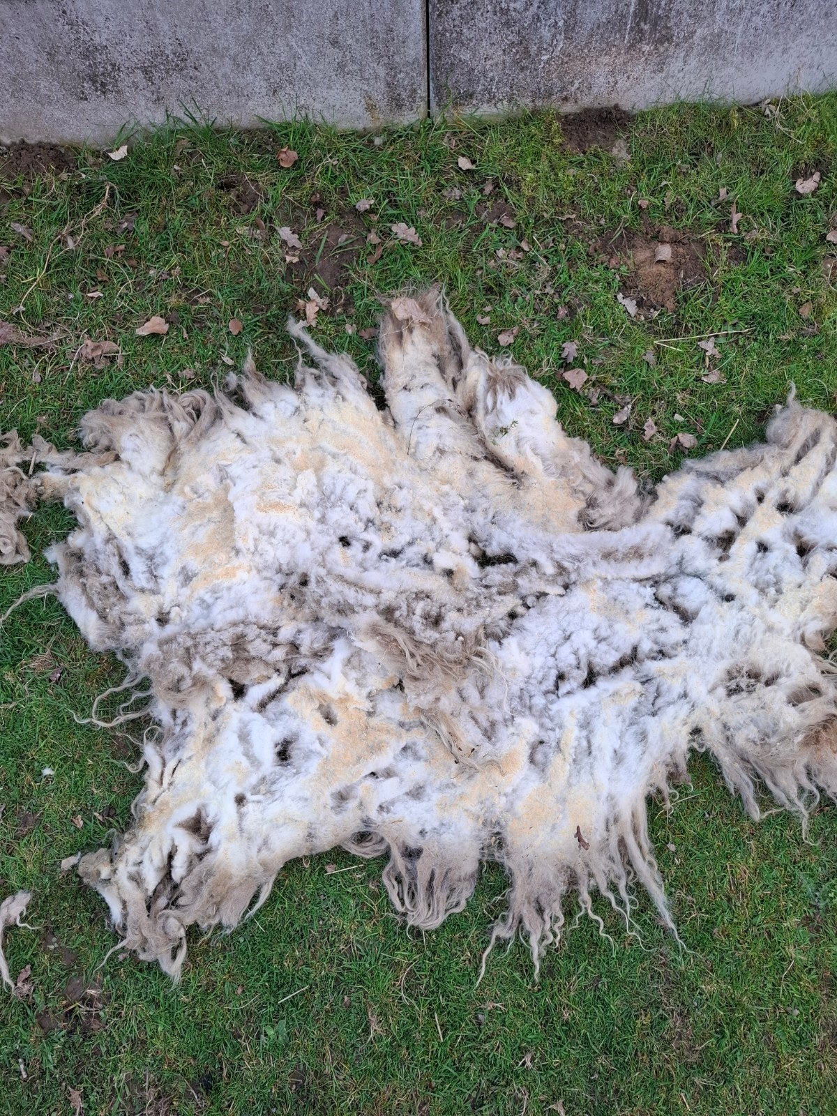 Ruwe Racka wol te koop, Dieren en Toebehoren, Schapen, Geiten en Varkens, Meerdere dieren, Schaap