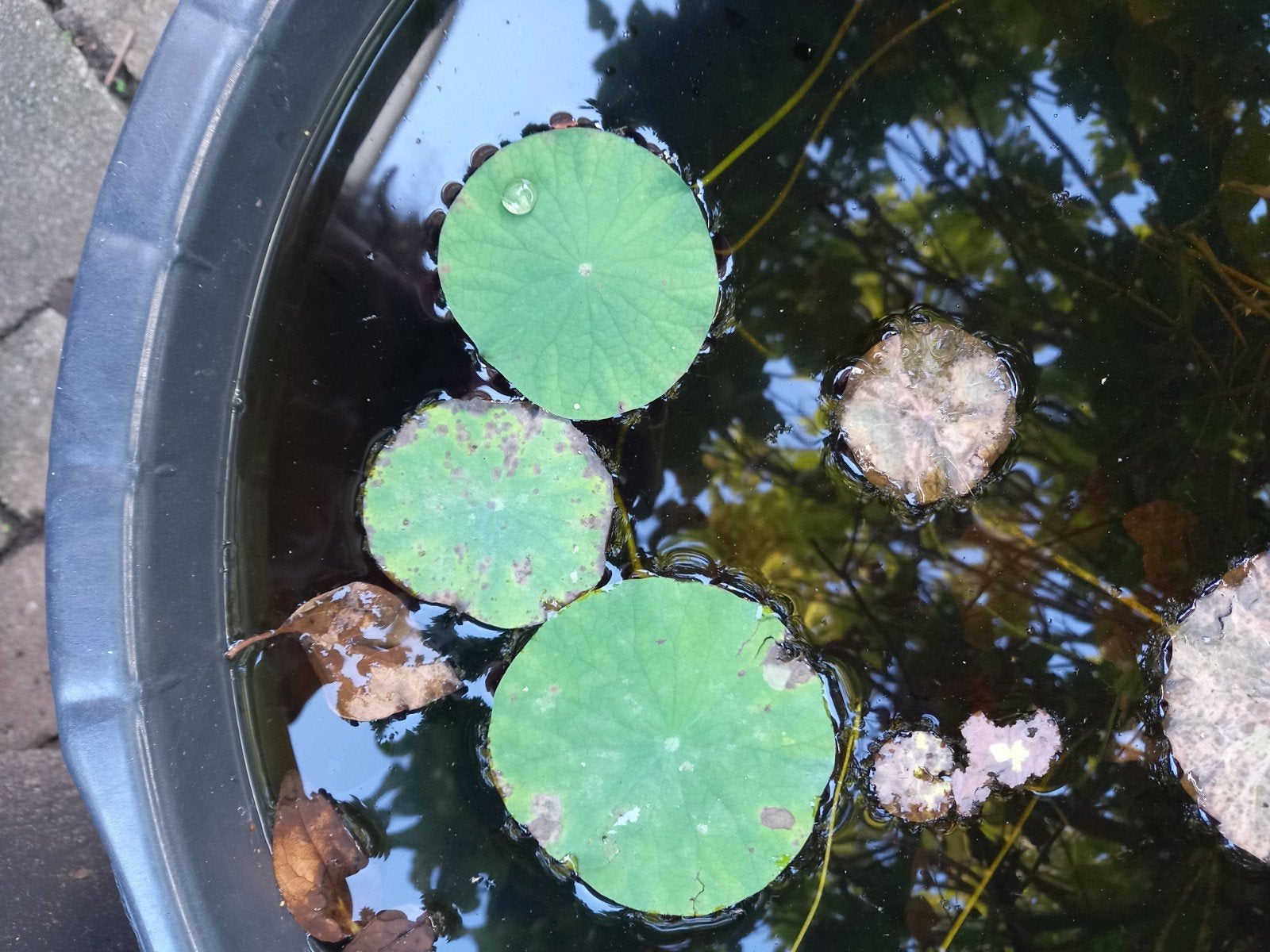Echte lotusplanten roze lotus, met wortel,., Ophalen, Gebruikt