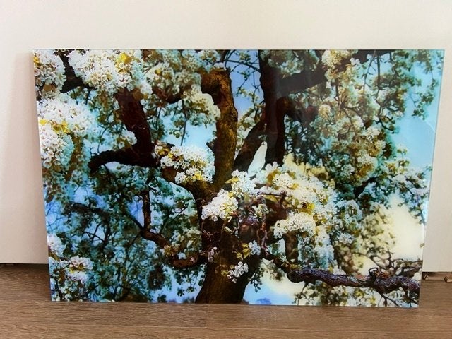 Prachtige bloesemboom foto achter glas van Caroline Mulders, Ophalen, Oorspronkelijke maker, Zo goed als nieuw, Foto of Poster
