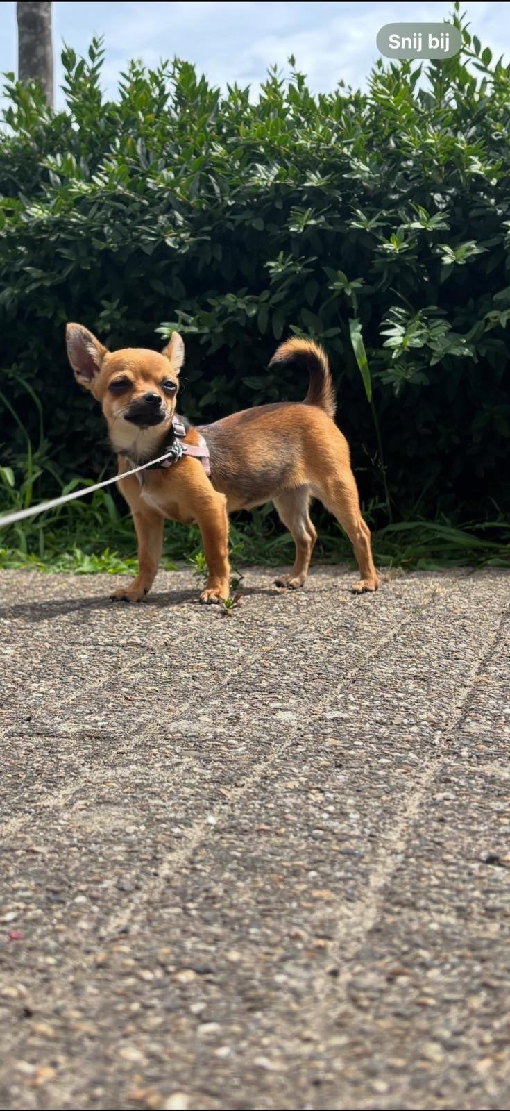 Chihuahua teefje, Dieren en Toebehoren, 15 weken tot 1 jaar, Teef, Eén hond, Chihuahua