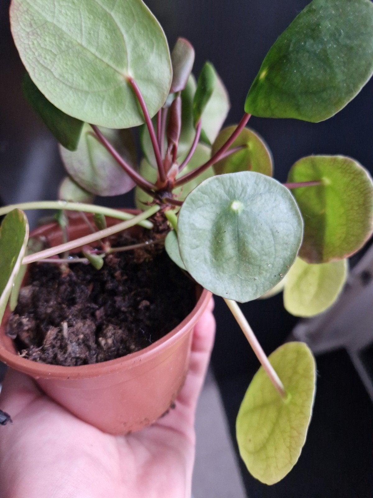 Pannenkoekplantjes (Pilea Peperomioides) stekjes, Huis en Inrichting, Kamerplanten, Overige soorten, In pot, Minder dan 100 cm