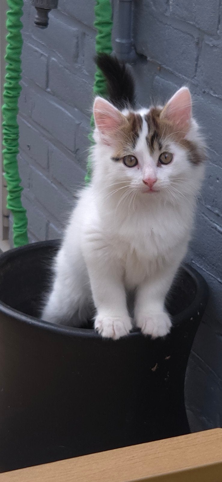 mooie sociale half langhaar kitten, Dieren en Toebehoren, Katten en Kittens | Raskatten | Langhaar, Kater, 0 tot 2 jaar, Gechipt