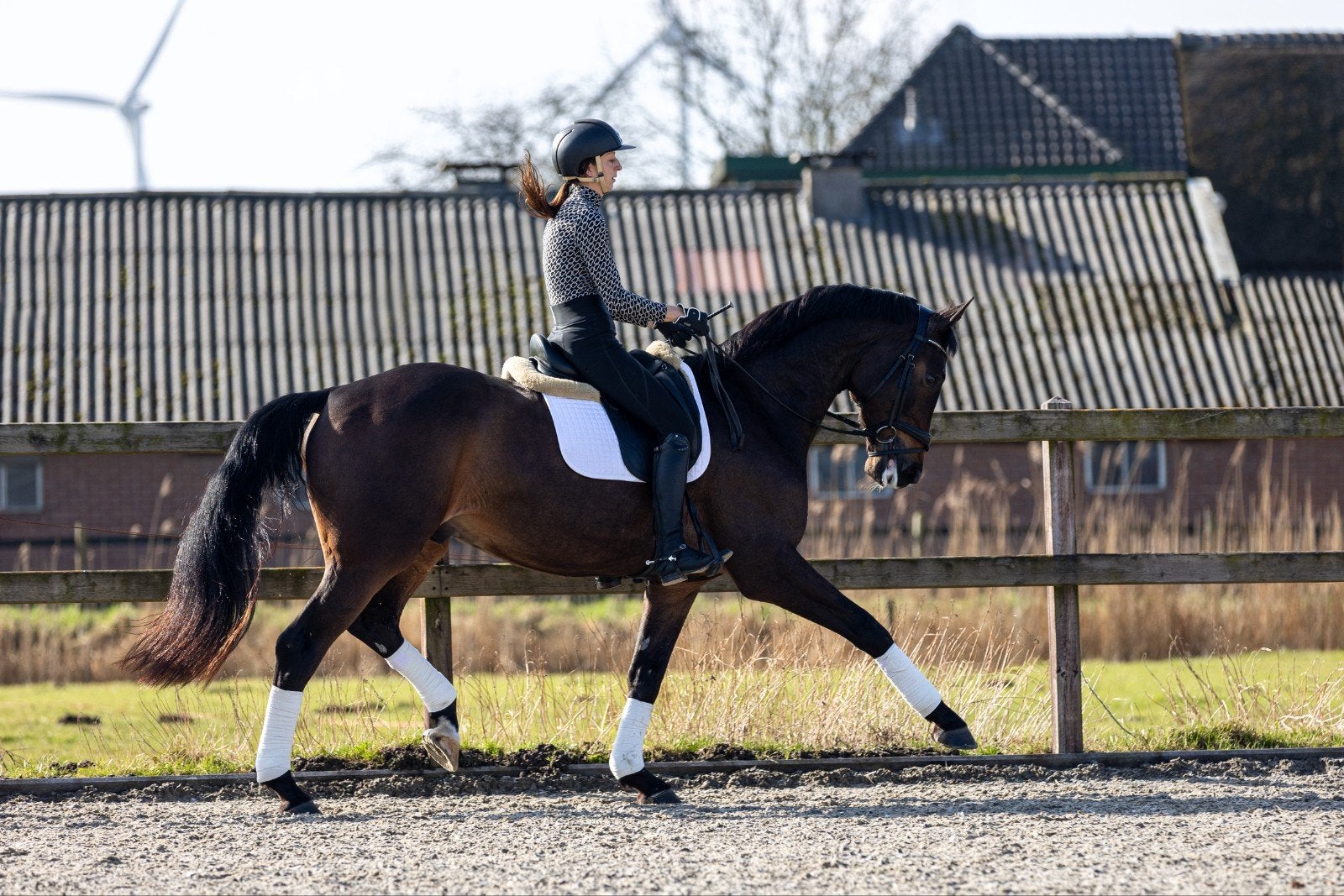 Super lieve en grote leermeester, Z, Ruin, Dressuurpaard, 170 tot 175 cm