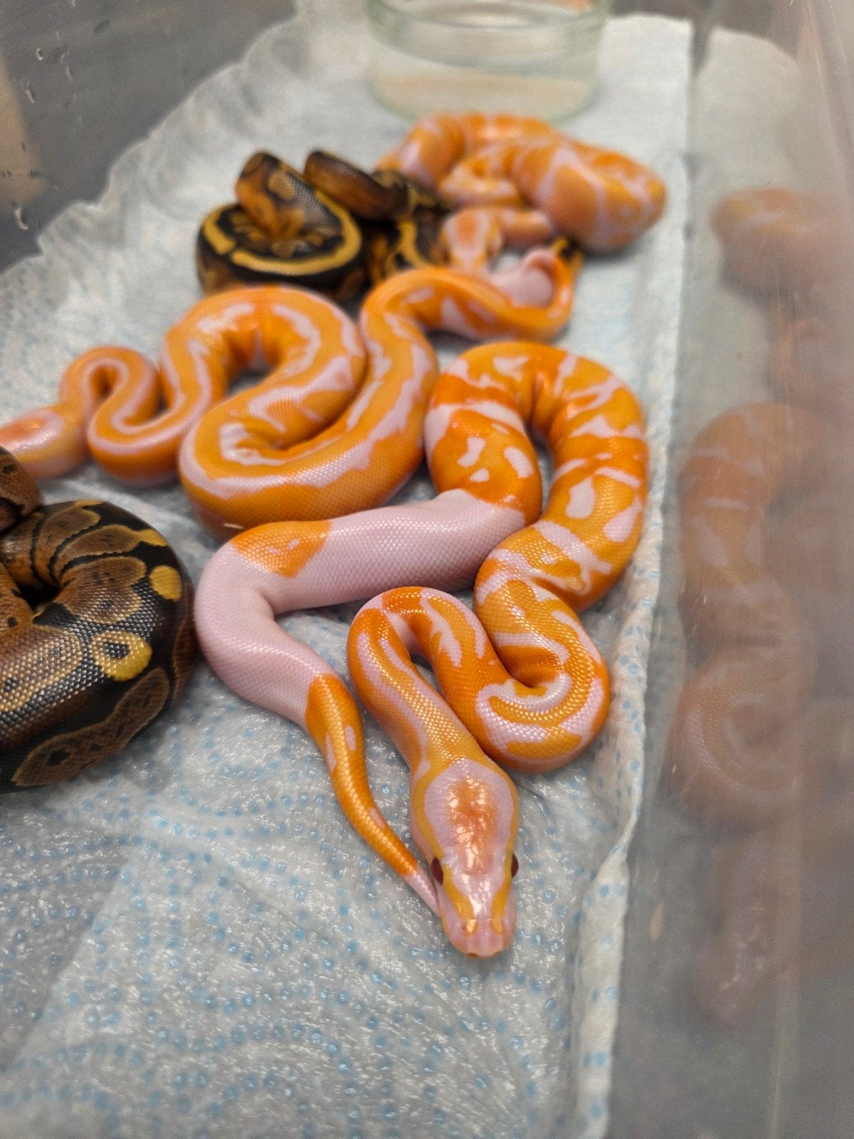 Paradox Piebald 100%Lavender Albino️♂️  bewezen kweekman Ball Python photo 4