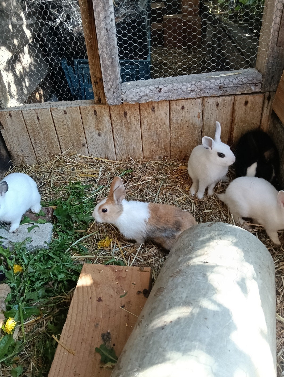 lieve kleine jonge konijntjes, Dieren en Toebehoren, Vrouwelijk, Dwerg