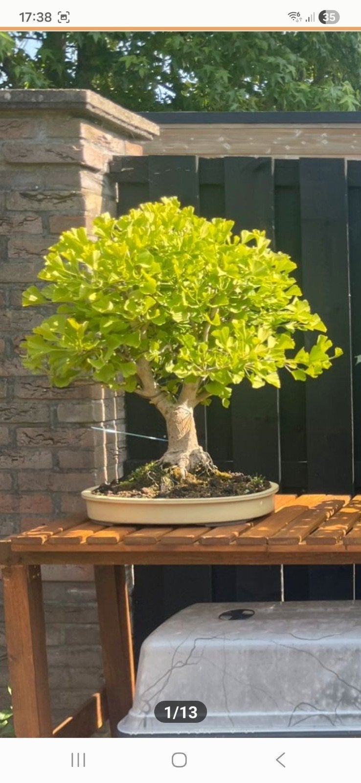 gingo bonsai, Tuin en Terras, Ophalen, Halfschaduw, Overige soorten, Lente