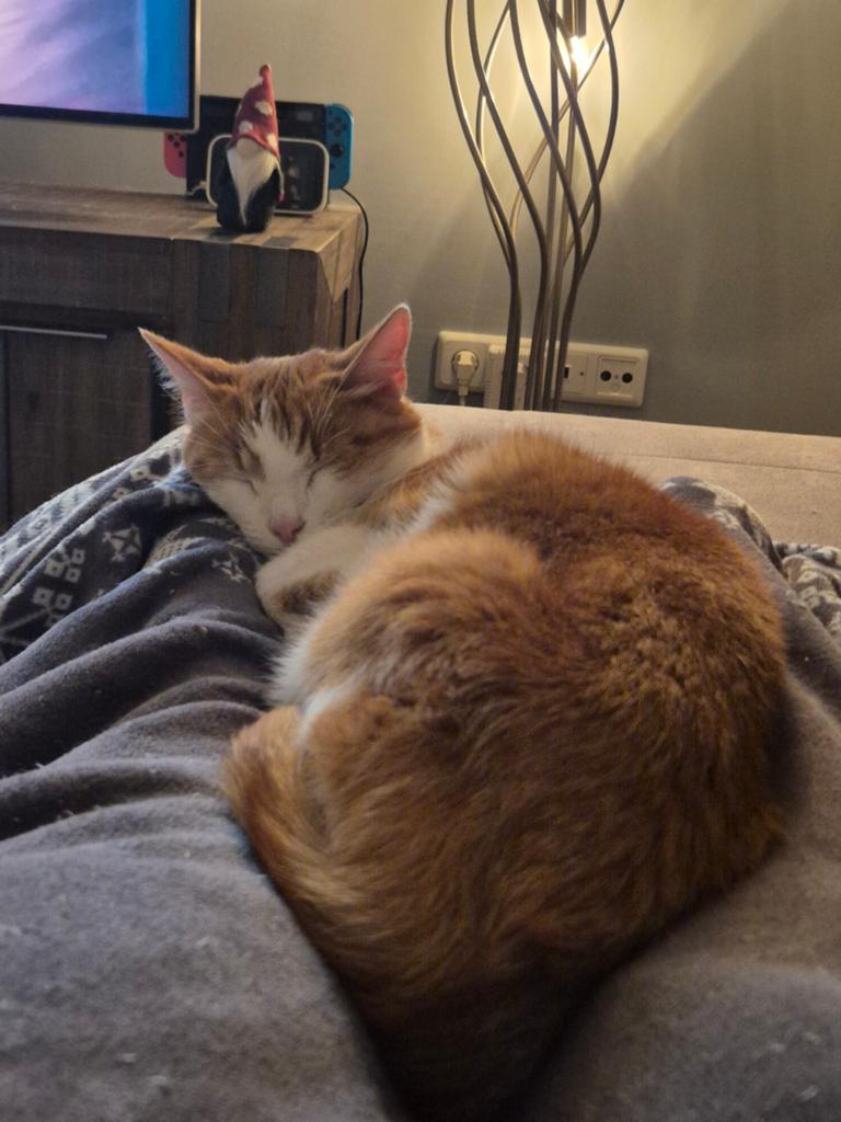 Rode kater, europese korthaar, zoekt nieuw huisje, Dieren en Toebehoren, Kater