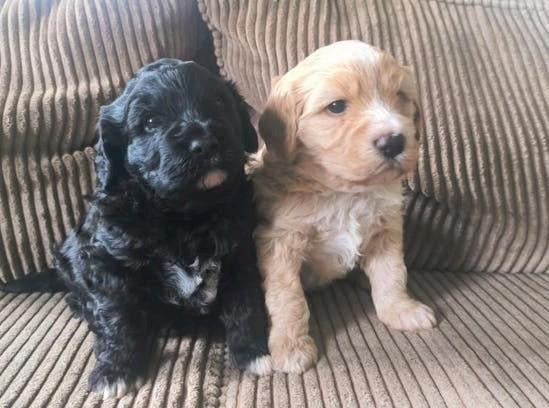 2 prachtige Lagotto Romagnolo puppy's, Overige rassen, 8 tot 15 weken, Meerdere, Meerdere dieren