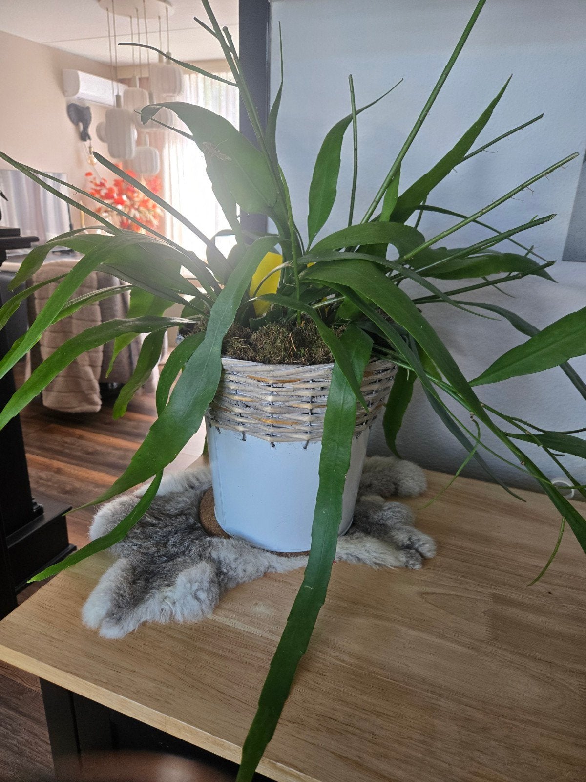 Nieuwe plant in nieuwe pot - past niet in interieur, Groene kamerplant, Ophalen of Verzenden, Overige soorten, In pot