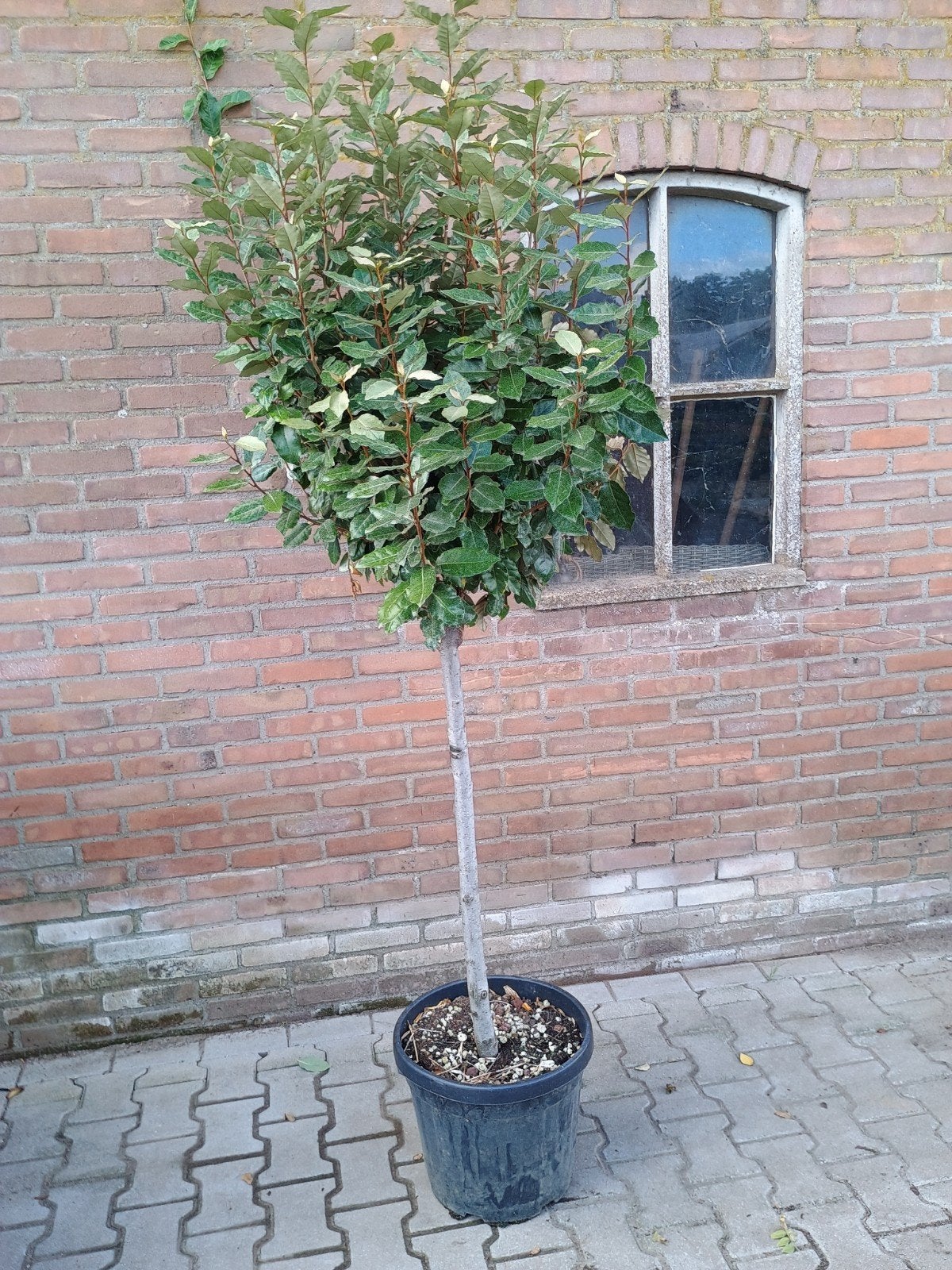 Elaeagnus compacta bol - Bolvormige Olijfwilg, Bloeit niet, 100 tot 250 cm, Ophalen, Volle zon