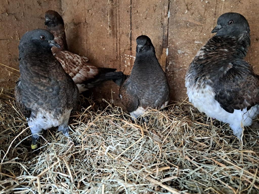 Te koop: 4 mooie jonge bonte sierduiven, Dieren en Toebehoren, Vogels | Duiven, Meerdere dieren, Overige soorten