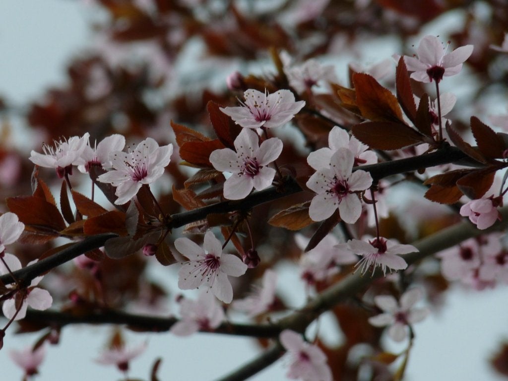BOOM Prunus cerasifera 'Nigra' Rode Kerspruim vrucht eetbaar, Overige soorten, Volle zon, Vaste plant, Ophalen of Verzenden
