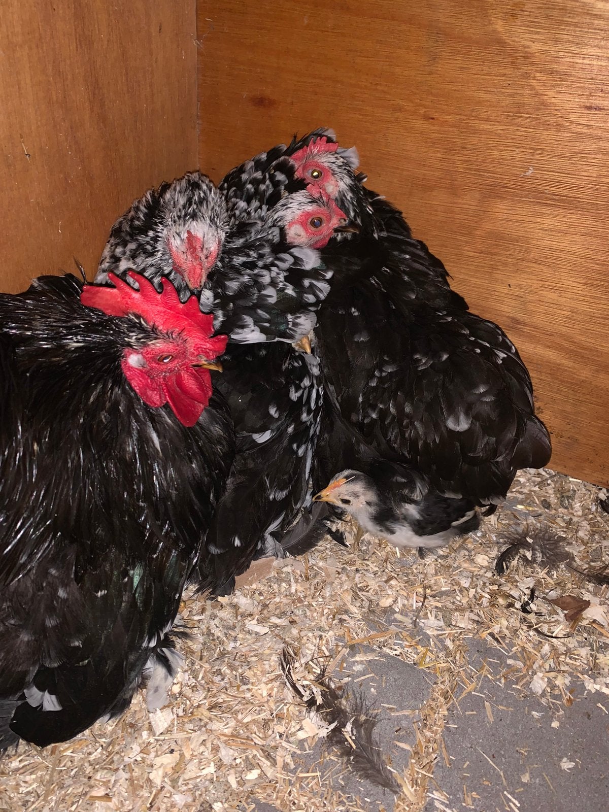 Mini cochin, Peking Uk kriel , ong 1/2 cochin kriel groot, Dieren en Toebehoren, Meerdere dieren, Kip