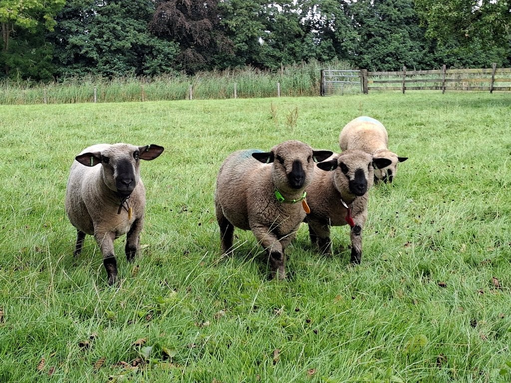 Hampshire down stamboek ooien, Dieren en Toebehoren, Schapen, Geiten en Varkens, Vrouwelijk, Schaap, 0 tot 2 jaar