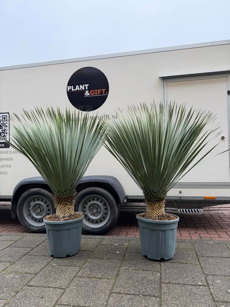 Actie! Yucca rostrata groot formaat, Ophalen of Verzenden, Overige soorten, Halfschaduw