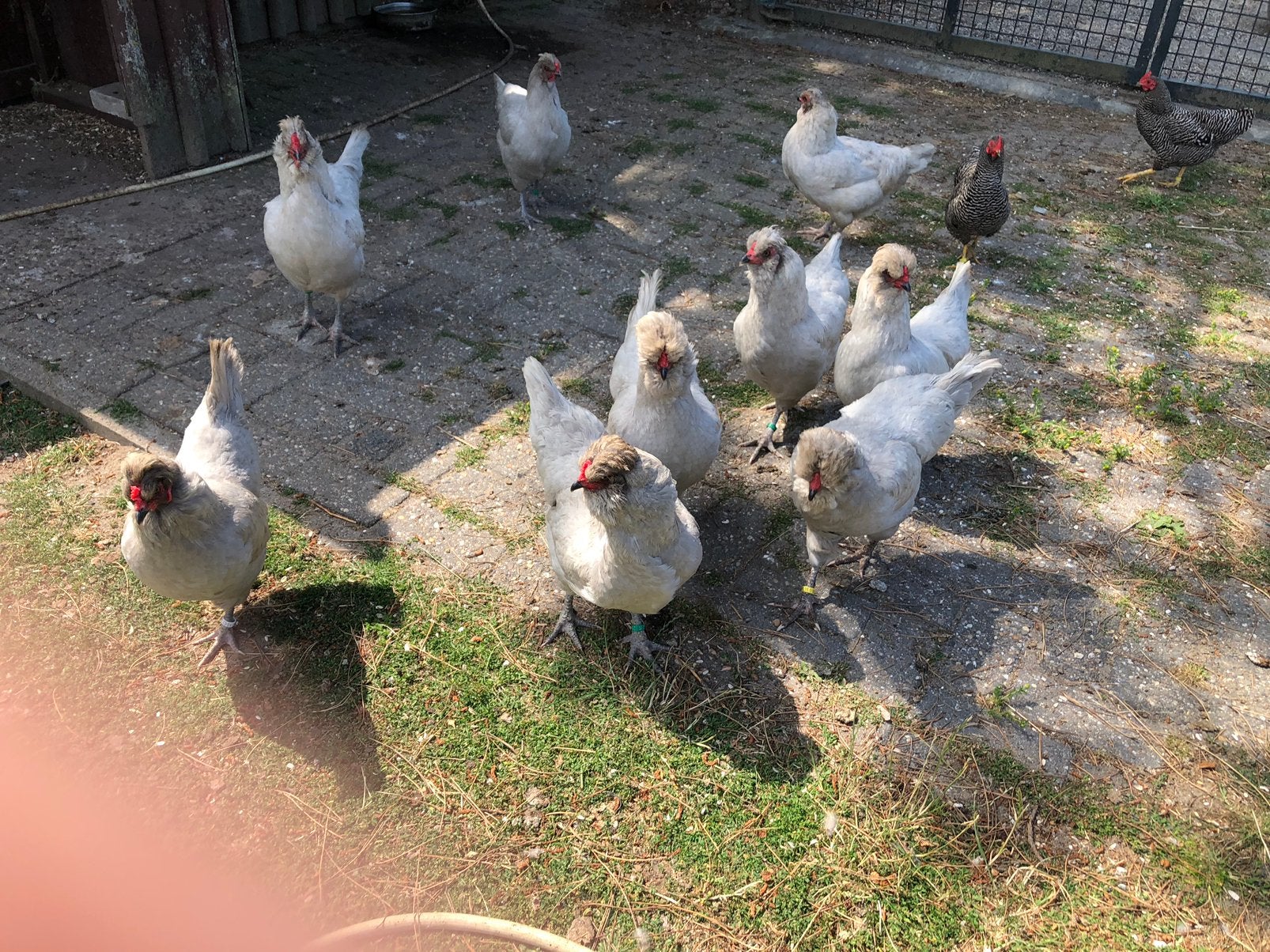 Te koop lavendelkleurige Auracana’s, Dieren en Toebehoren, Pluimvee, Meerdere dieren, Kip