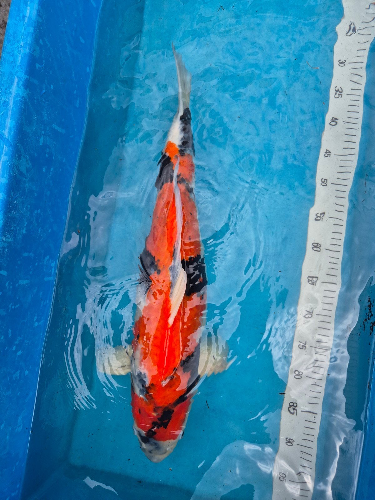 Showa 61 cm, Karper of Koi