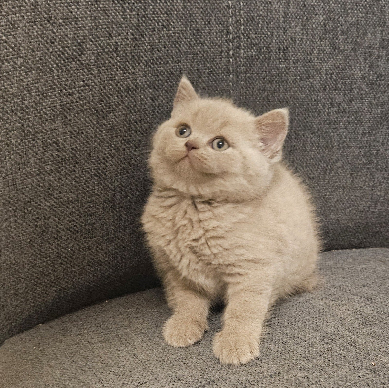 Britskorthaar kittens, Dieren en Toebehoren, Meerdere dieren, Ontwormd