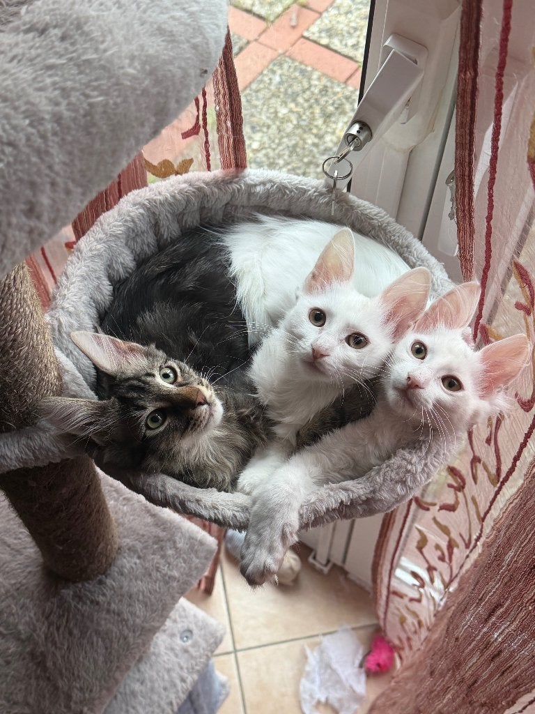 Turkse Angora kittens met stamboom – FIFe cattery, Dieren en Toebehoren, Meerdere dieren, Met stamboom, 0 tot 2 jaar