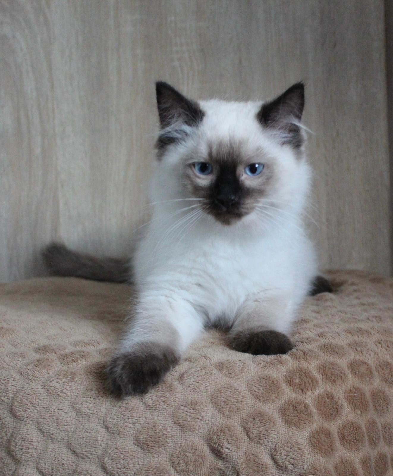 Prachtig nestje ragdolls .ouders 100% ragdoll, Meerdere dieren, Gechipt
