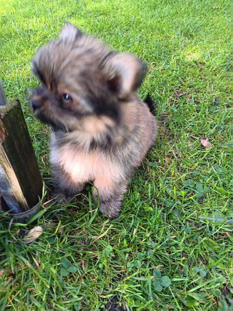 2  teefjes Boomerpubs, Dieren en Toebehoren, Parvo, 8 tot 15 weken, Teef, Meerdere