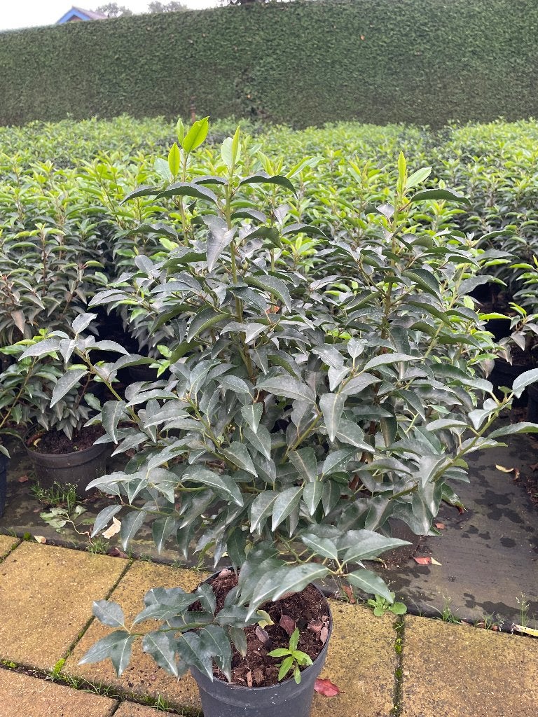 Super mooie volle Portugese laurier gekweekt in 6,5liter pot, Ophalen, Laurier, Haag, Minder dan 100 cm