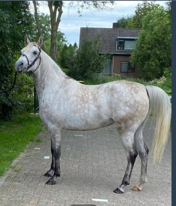 Arabier pony te koop, en weidemaatje te koop!, Dieren en Toebehoren, Merrie, Met stamboom, Niet van toepassing, 7 tot 10 jaar
