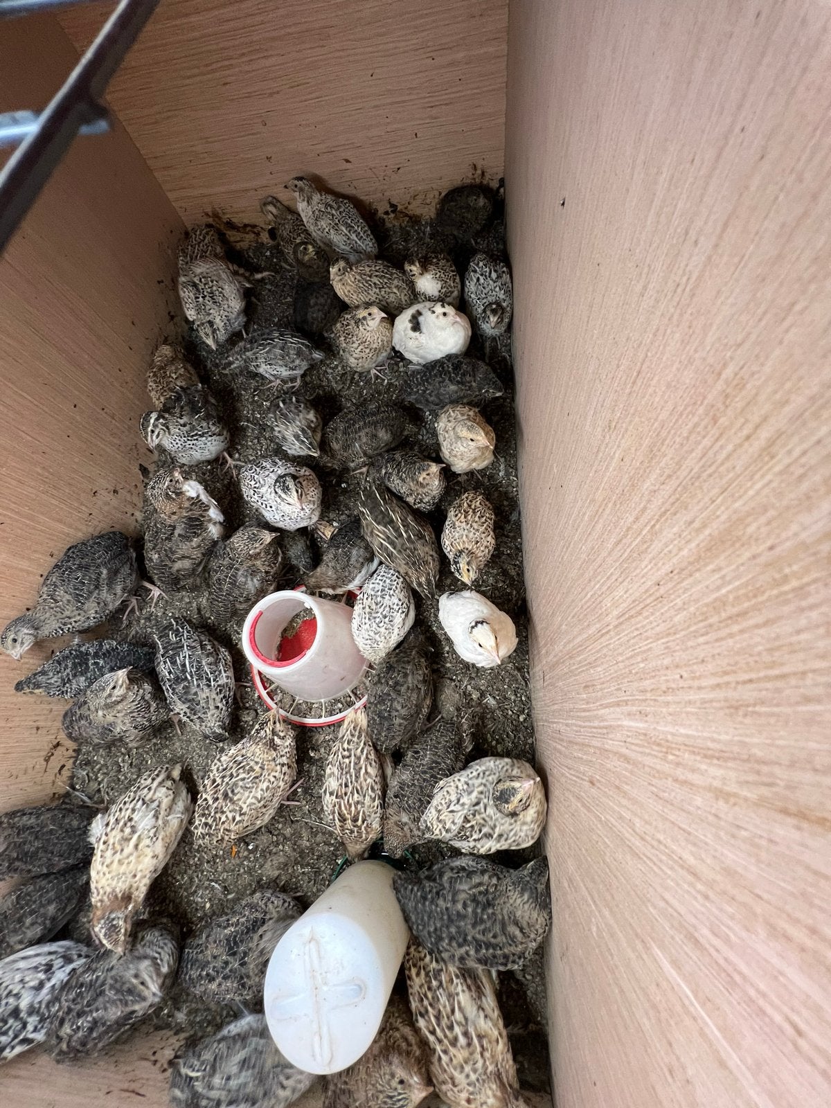 diverse japanse kwartels, Meerdere dieren