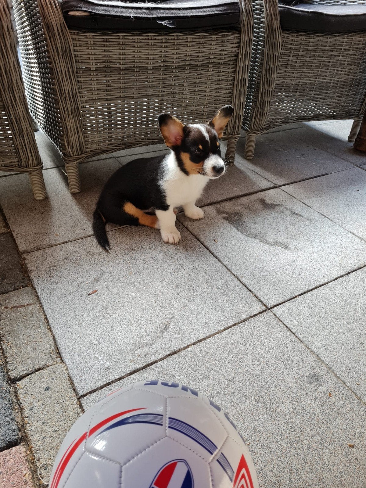 1 welsh corgi cardigan pup zoekt fijn mandje, Dieren en Toebehoren, HCC (leverziekte), Overige rassen, 8 tot 15 weken, Meerdere