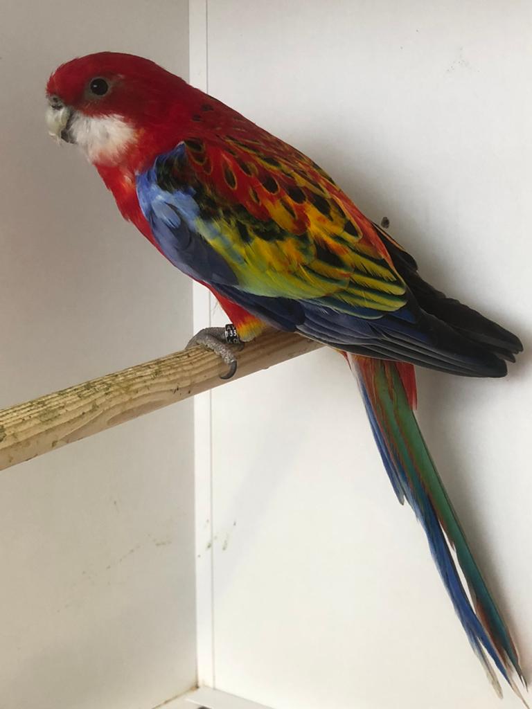 Rosella pop opaline split golden