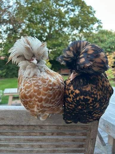 Kuifhoentjes.............., Dieren en Toebehoren, Vrouwelijk, Kip