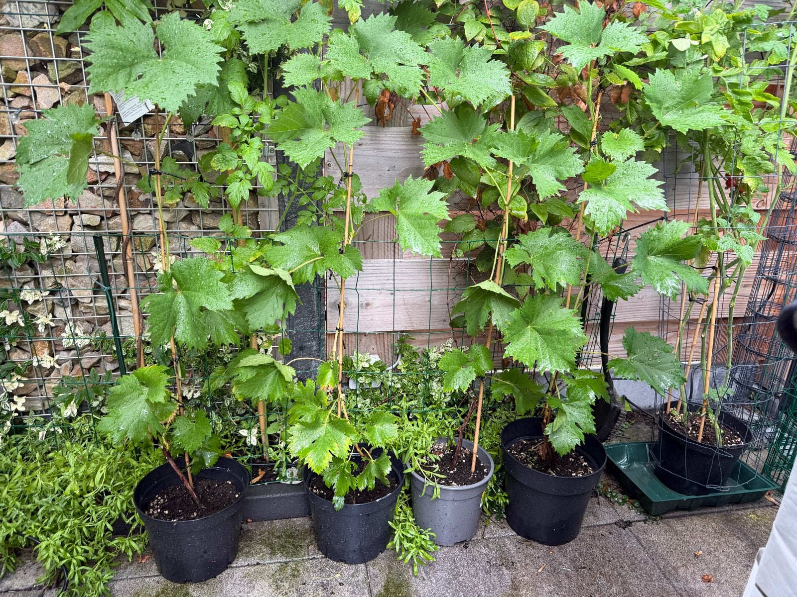 Druivenplanten - Heerlijke druiven uit eigen tuin!, Tuin en Terras, Planten | Tuinplanten, Volle zon, Vaste plant, Ophalen of Verzenden