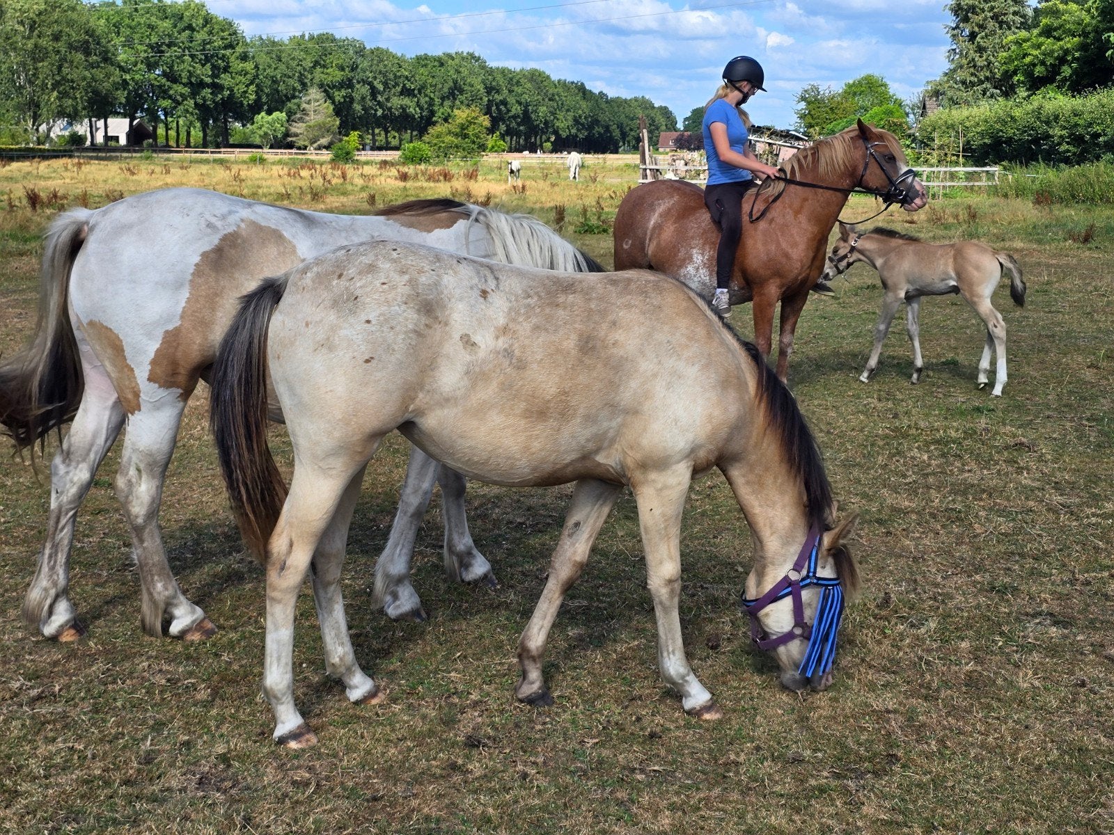 jaarling valk appaloosa, Merrie, 3 tot 6 jaar, Gechipt, Onbeleerd