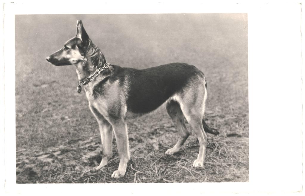 967401 Oude kaart Hond Herder Nette oude kaart Onbeschreven, Ophalen of Verzenden, 1920 tot 1940, Ongelopen, Hond of Kat