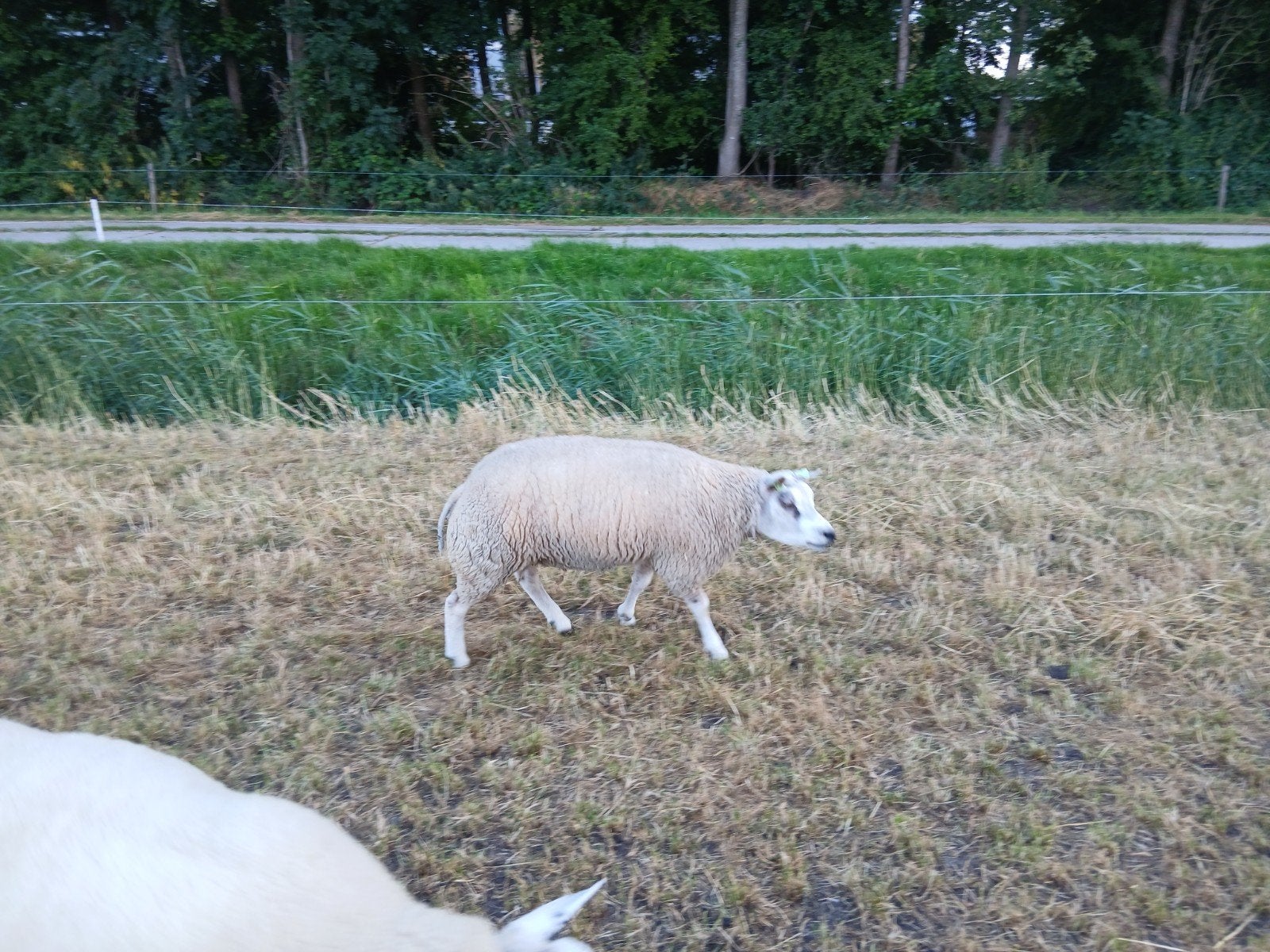 Texelaar dekram, Mannelijk, Schaap