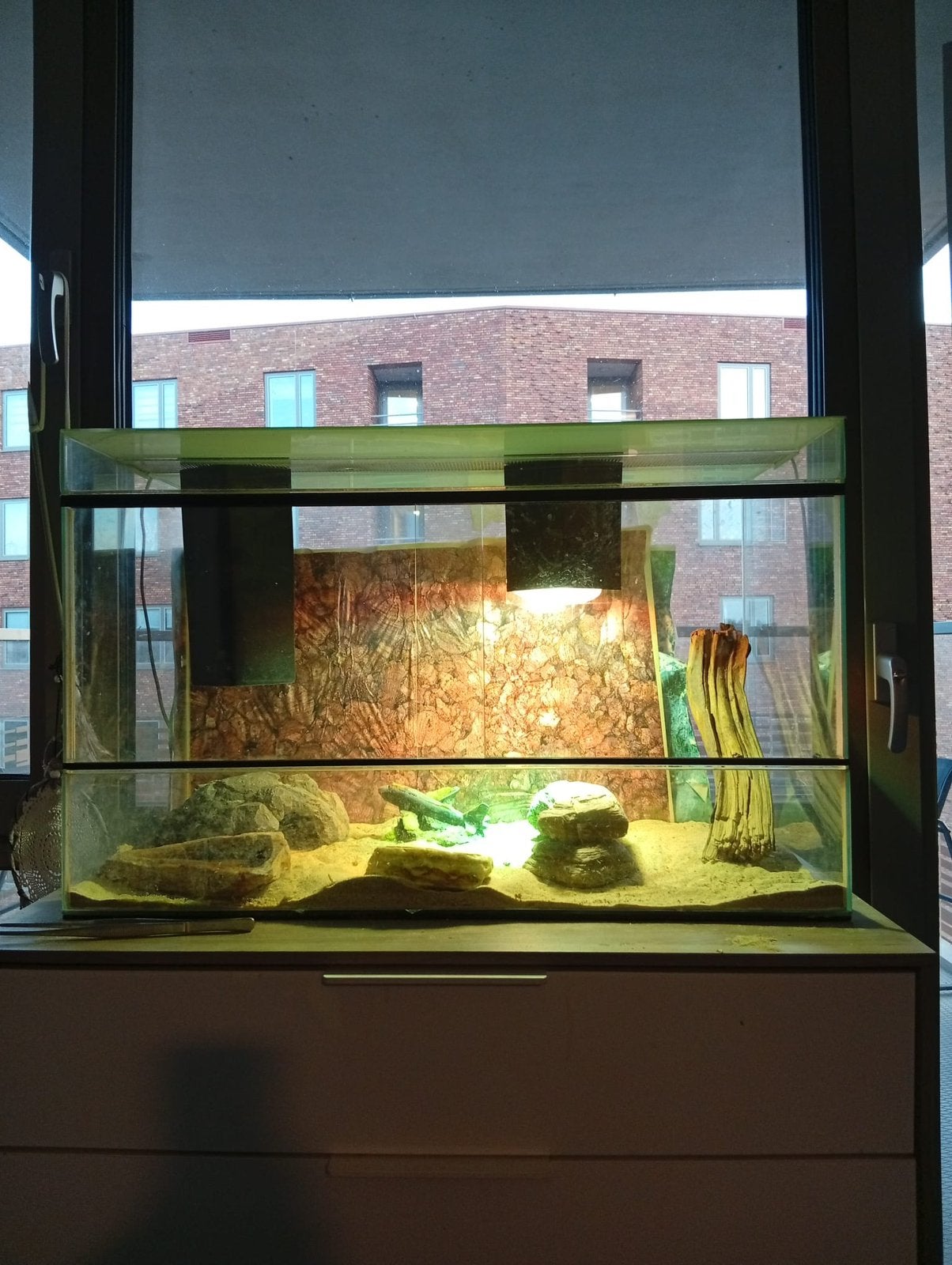 Terrarium kleine reptielen, Ophalen, Gebruikt, Terrarium of Paludarium