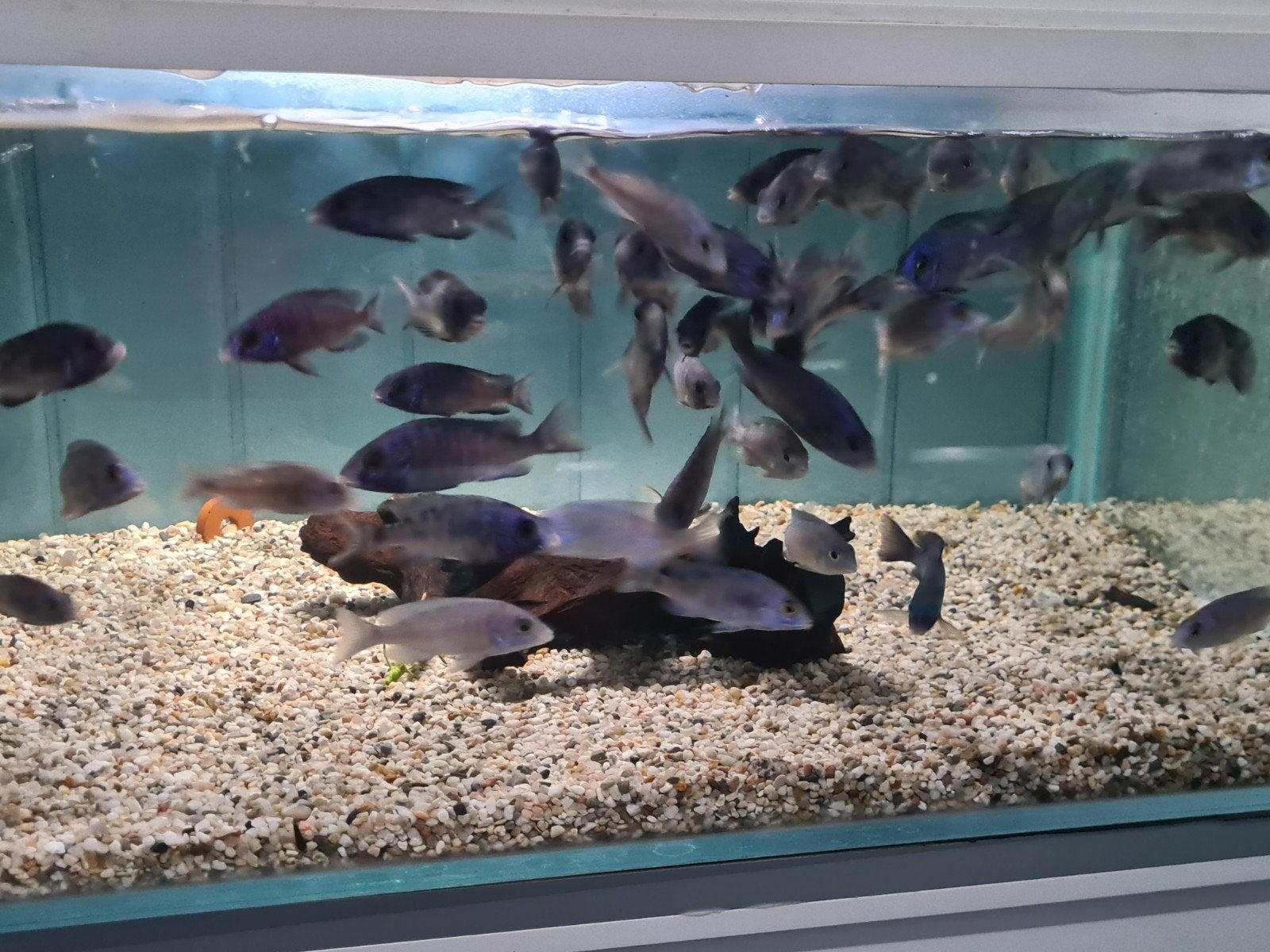 Placidochromis Phenochilus Mdoka White Lips Malawi Cichliden, Vis, Zoetwatervis