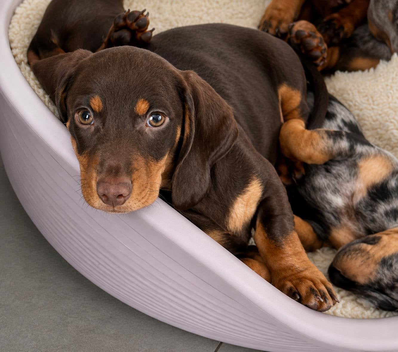 Prachtige choco tan dwergteckel pups, Parvo, België, 8 tot 15 weken, Korthaar
