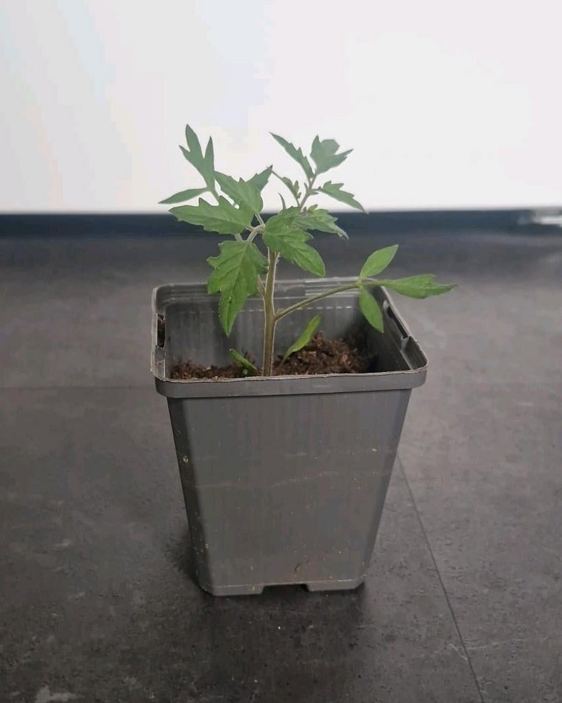 Black Cherry Snoeptomaatjes - Moestuin Tuinieren Plant Kado, Ophalen, Groenteplanten