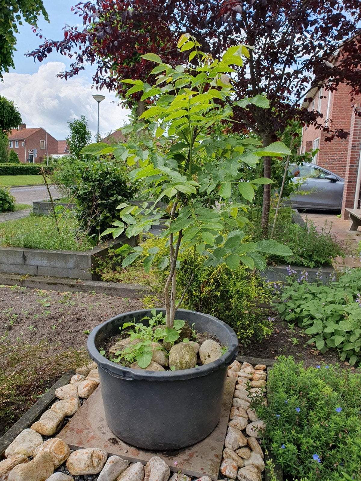 Walnootboom in bak, Tuin en Terras, Planten | Bomen, Ophalen of Verzenden, Volle zon, Overige soorten, 100 tot 250 cm