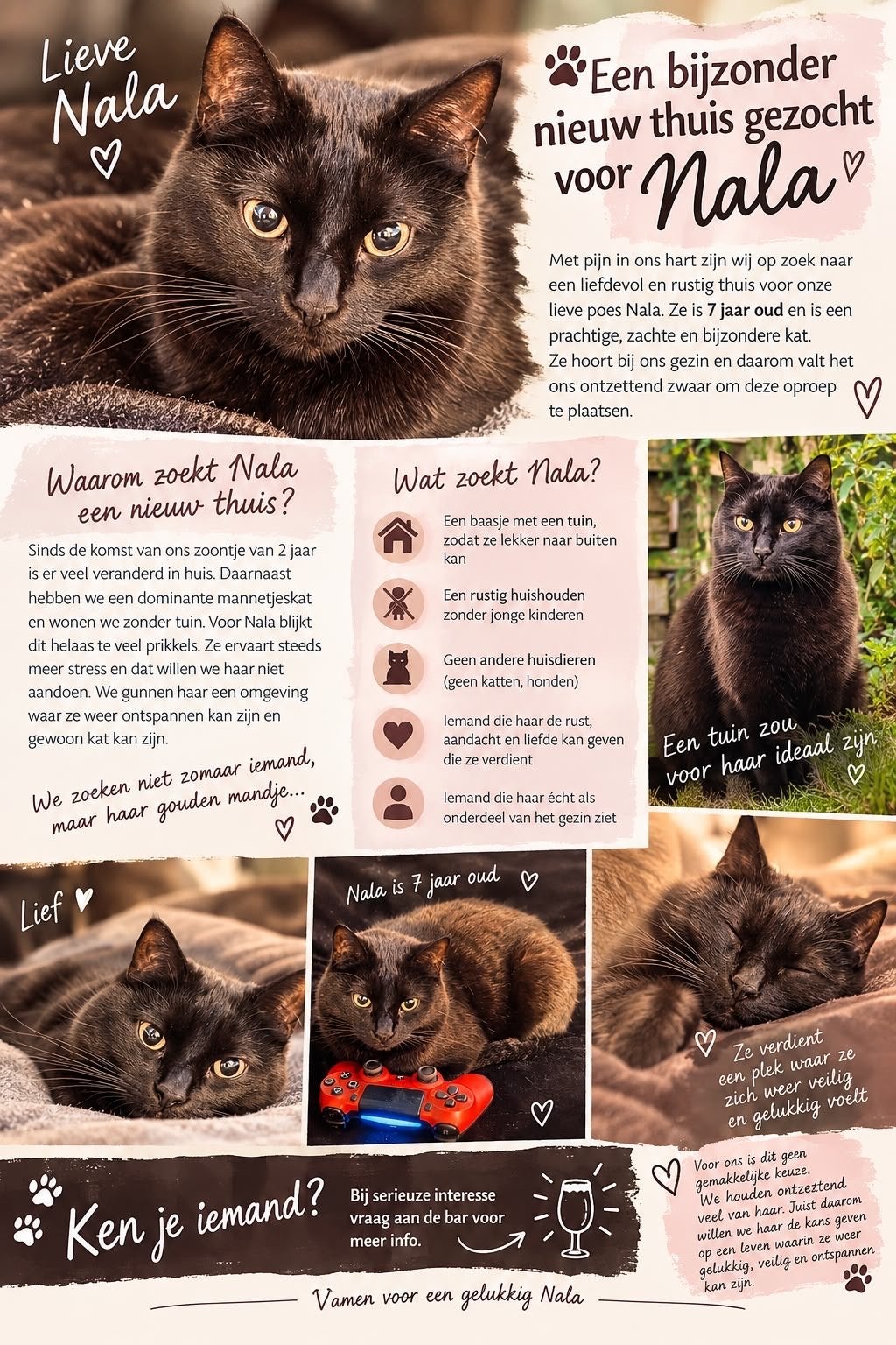 Poes ter adoptie, Poes, Kortharig, 3 tot 5 jaar